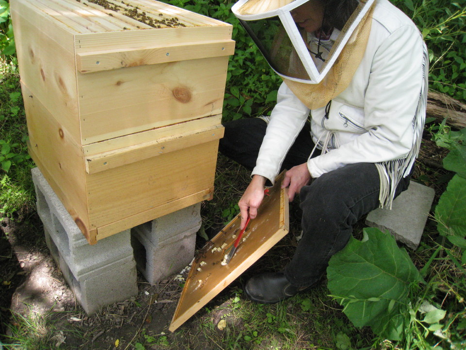 beehive maintenance