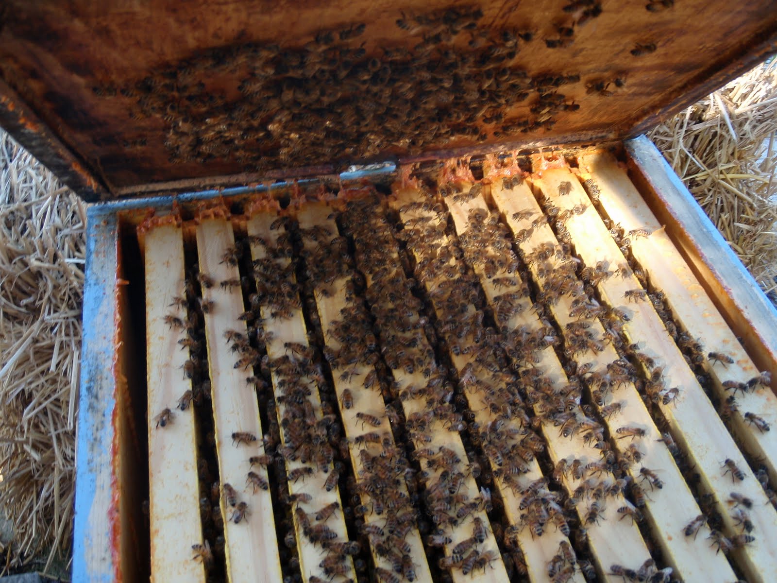 checking the hive