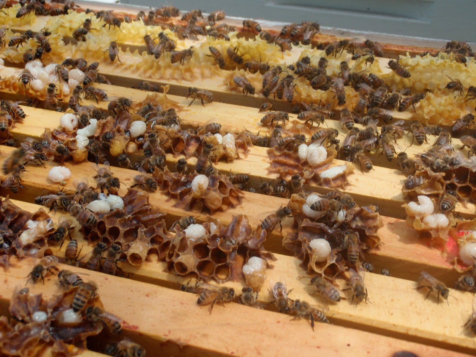 bee larvae