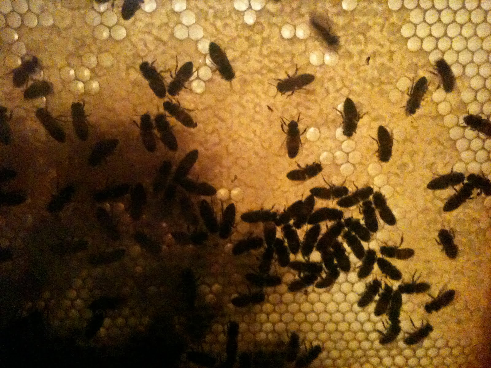 backlit bees