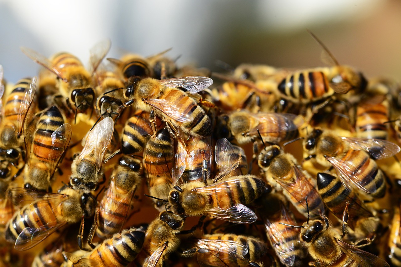 honeybees