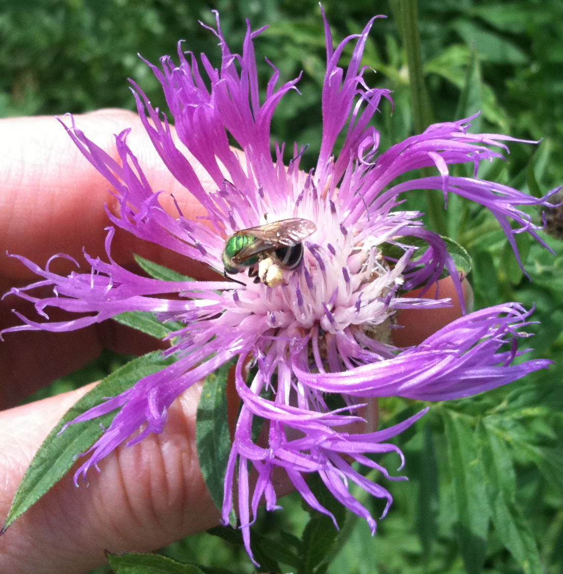 mason bee