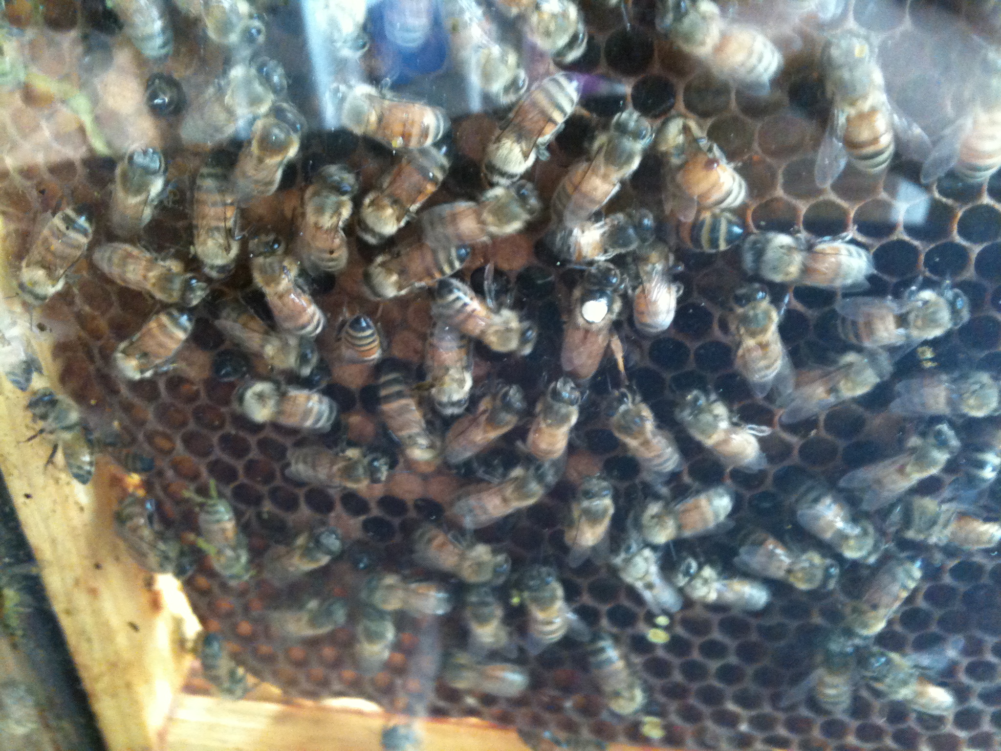 queen bee