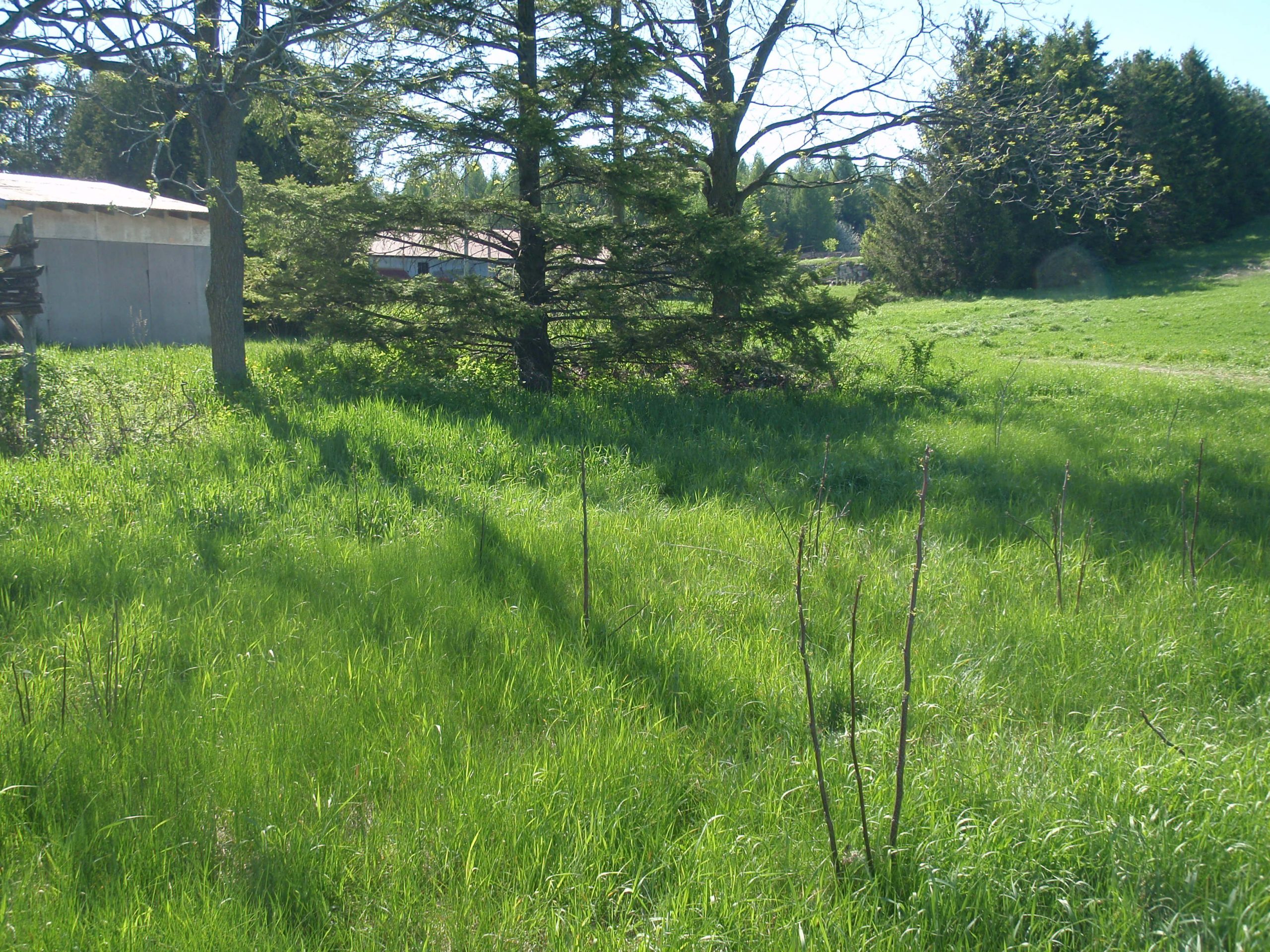bee yard