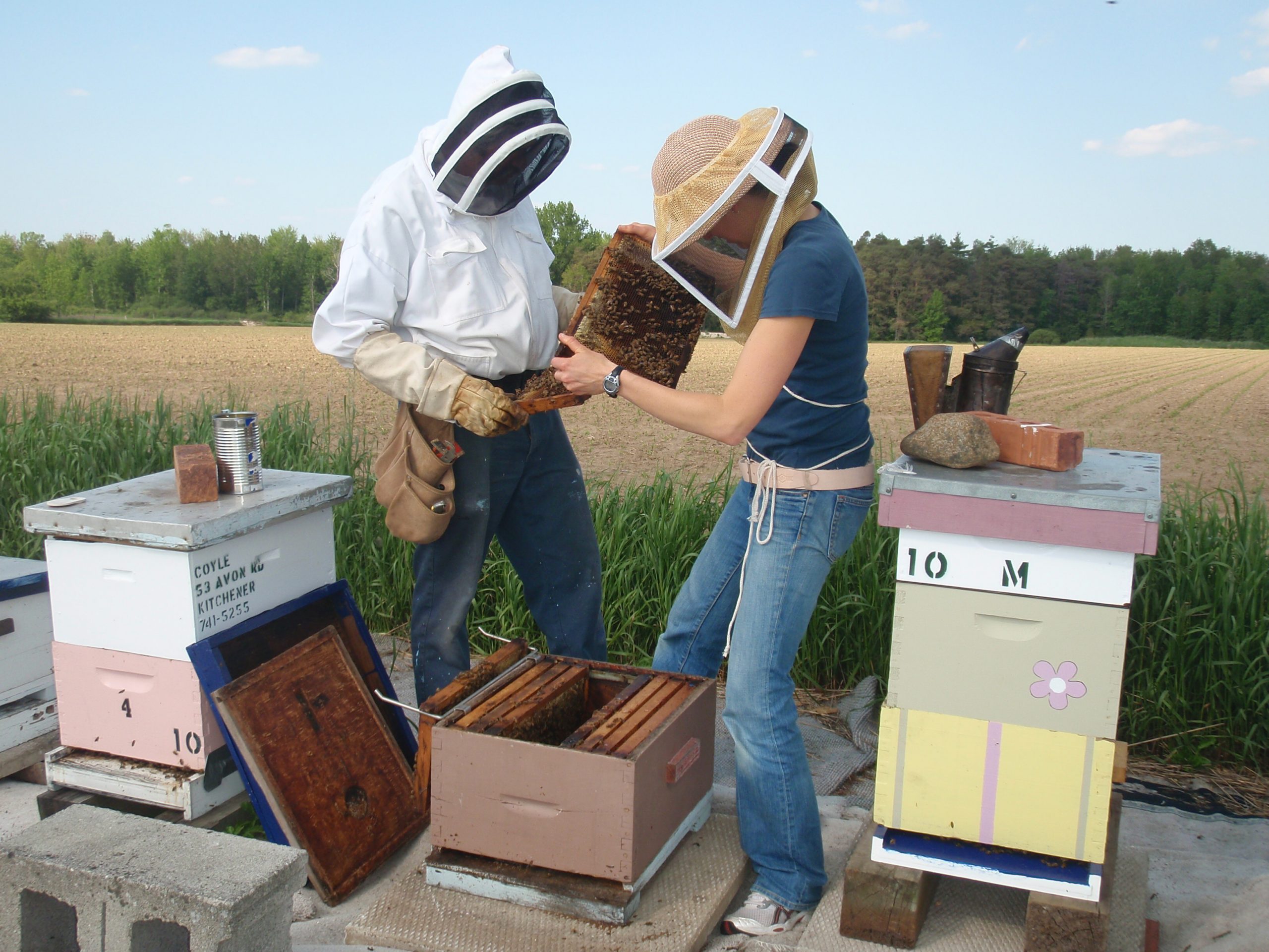 finding the queen bee