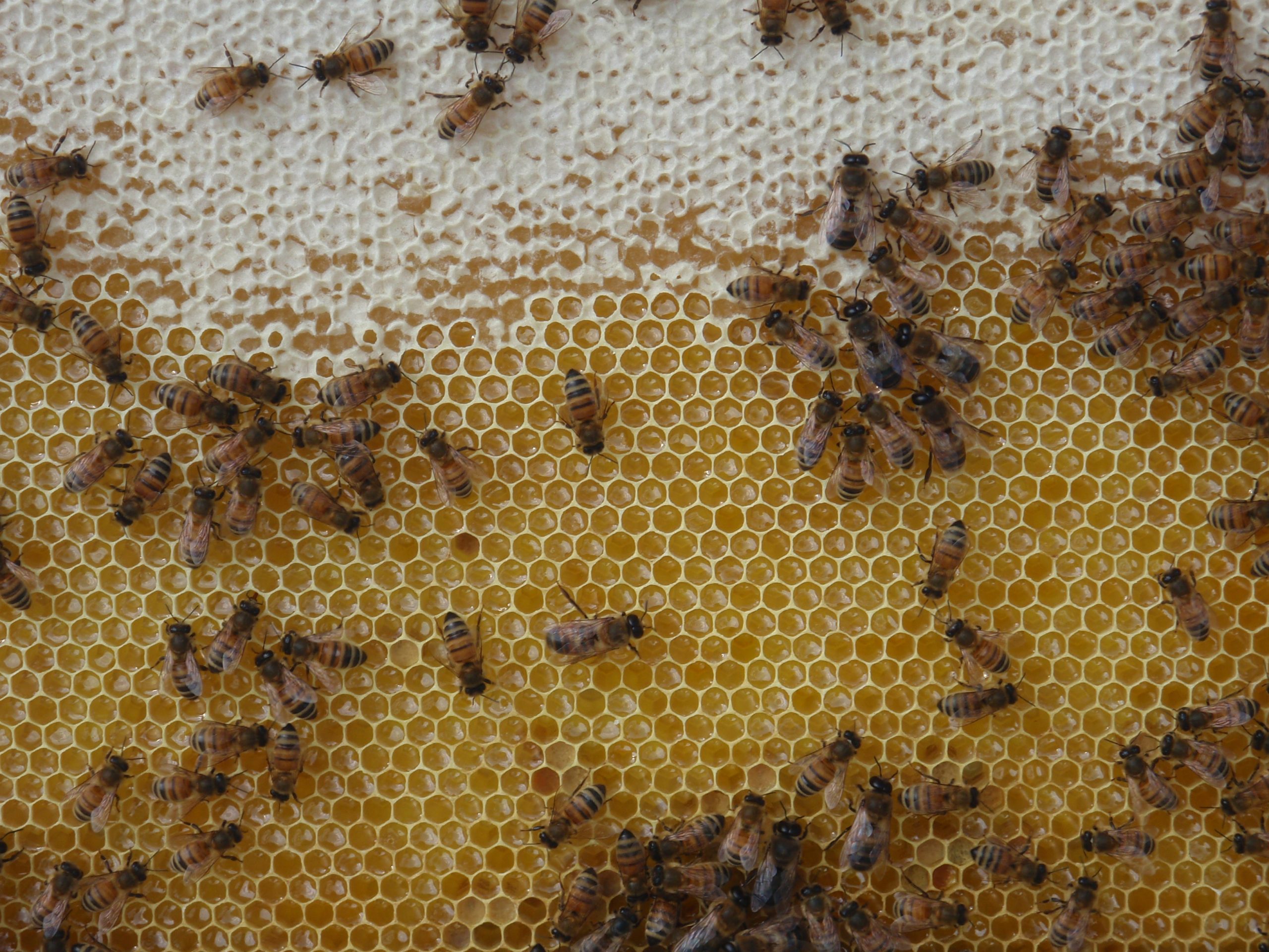 pretty bees