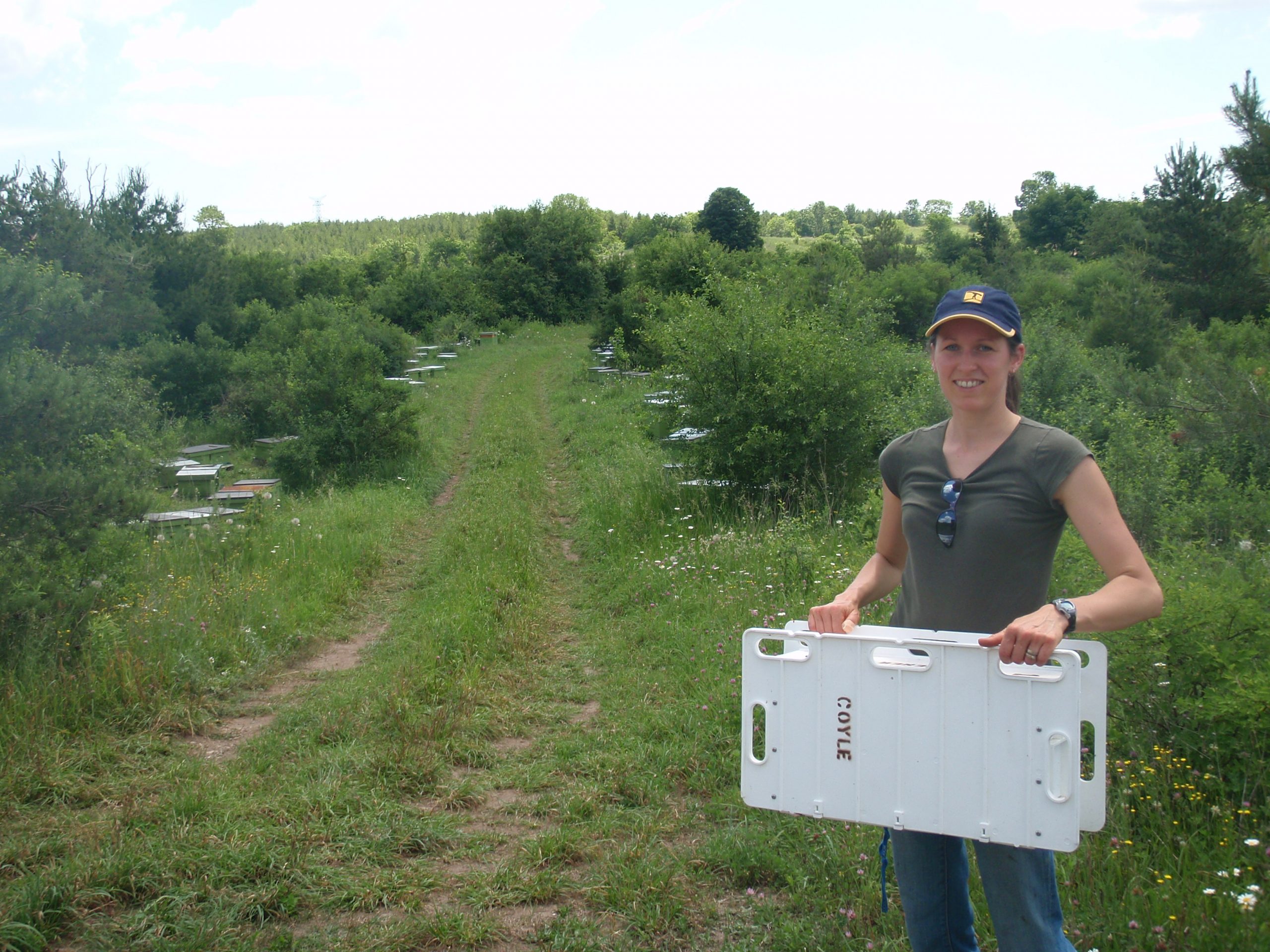 bees have arrived