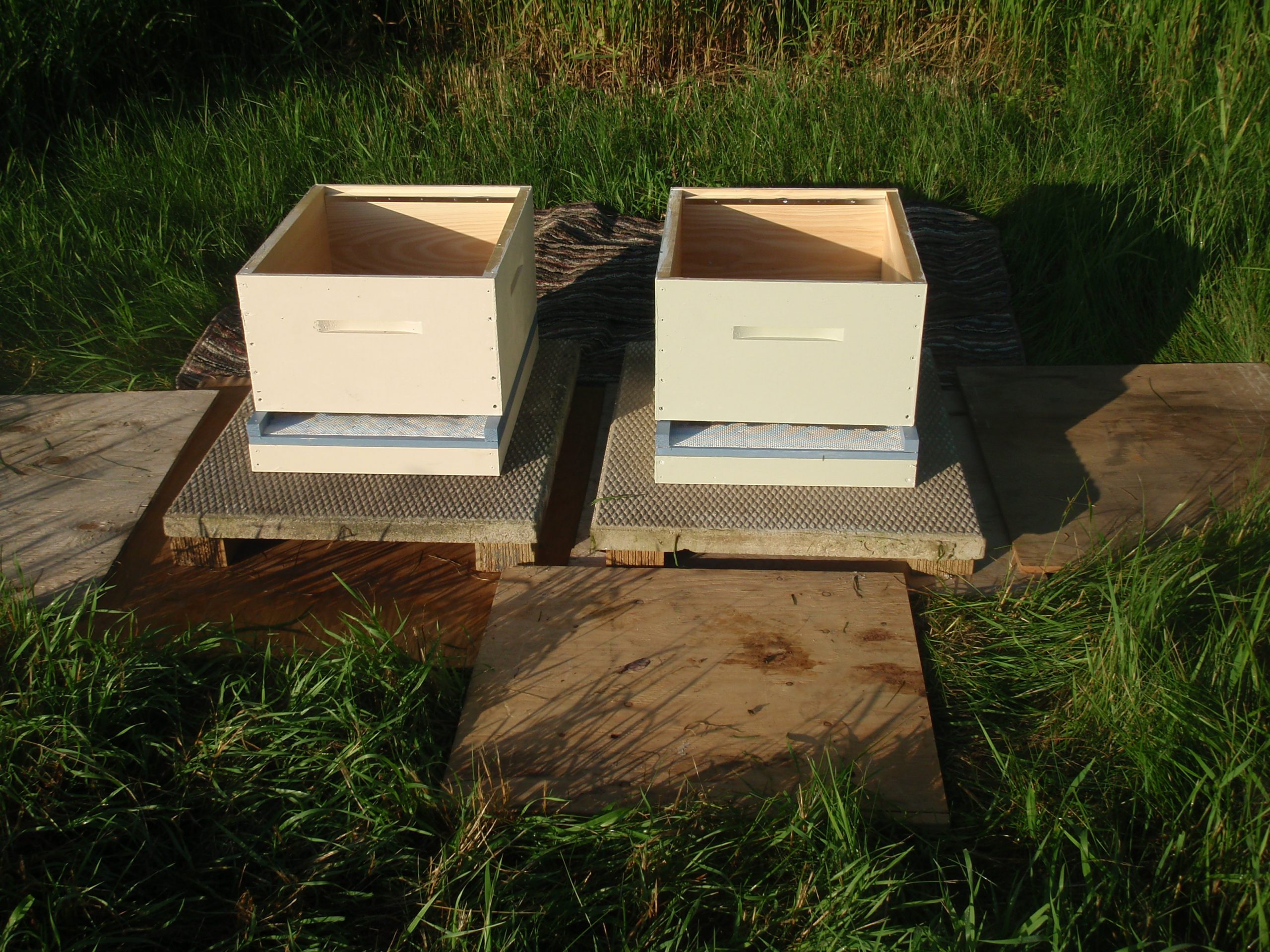 ready for bees