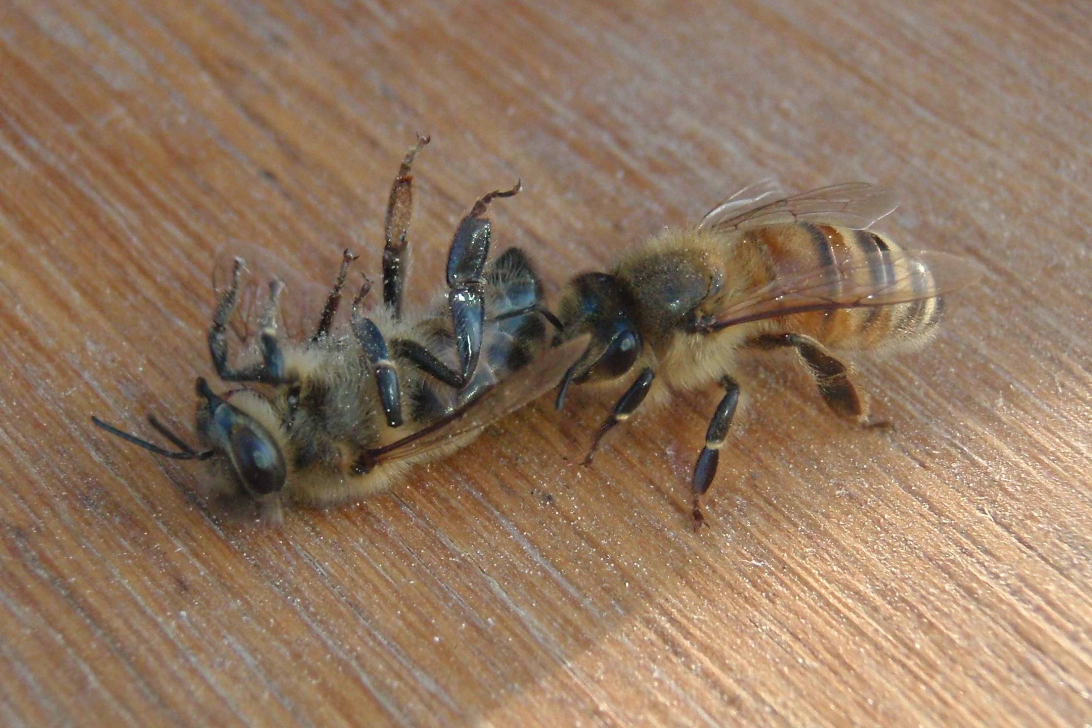 sister bees