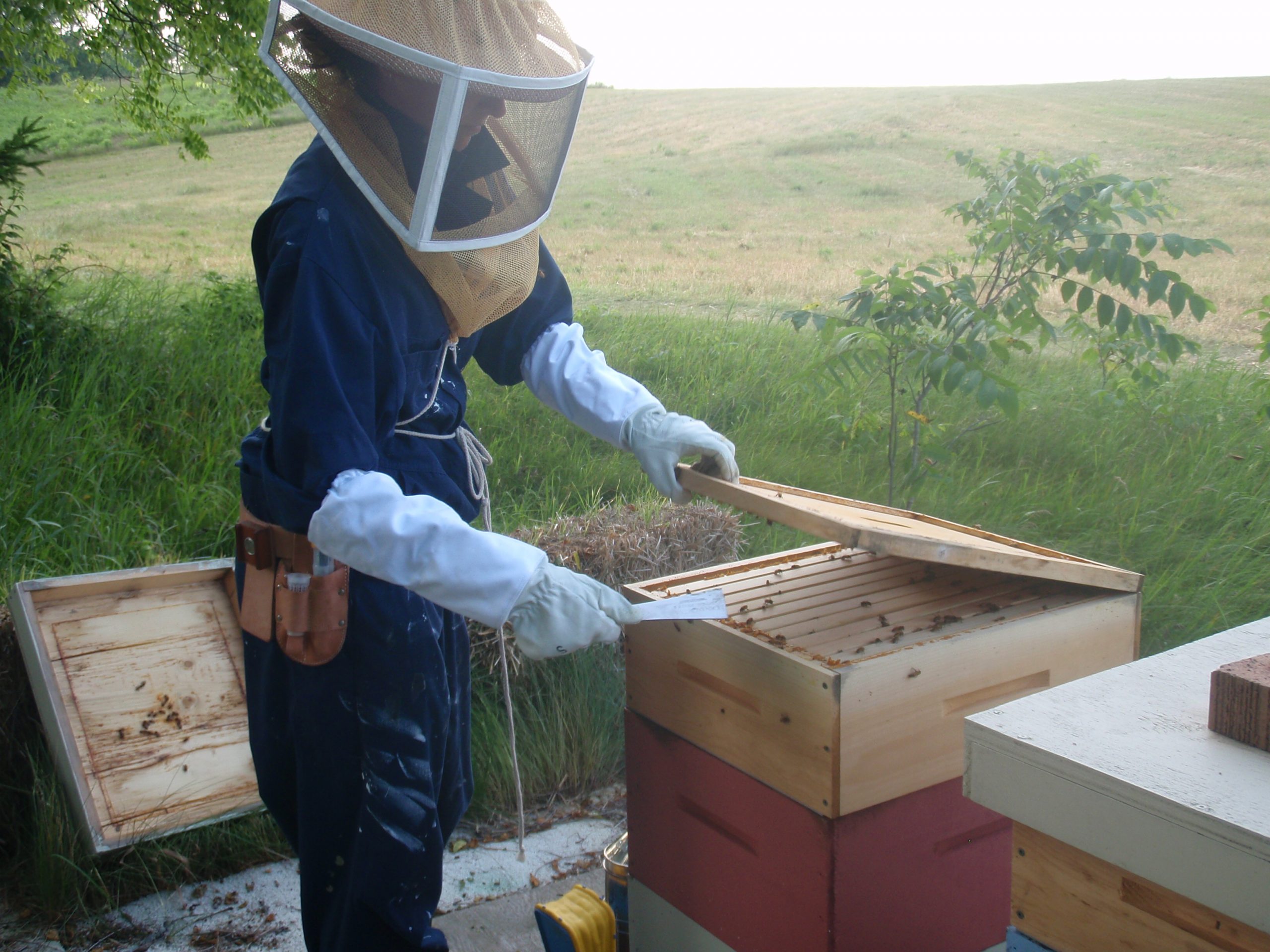 Protecting the Beekeeper