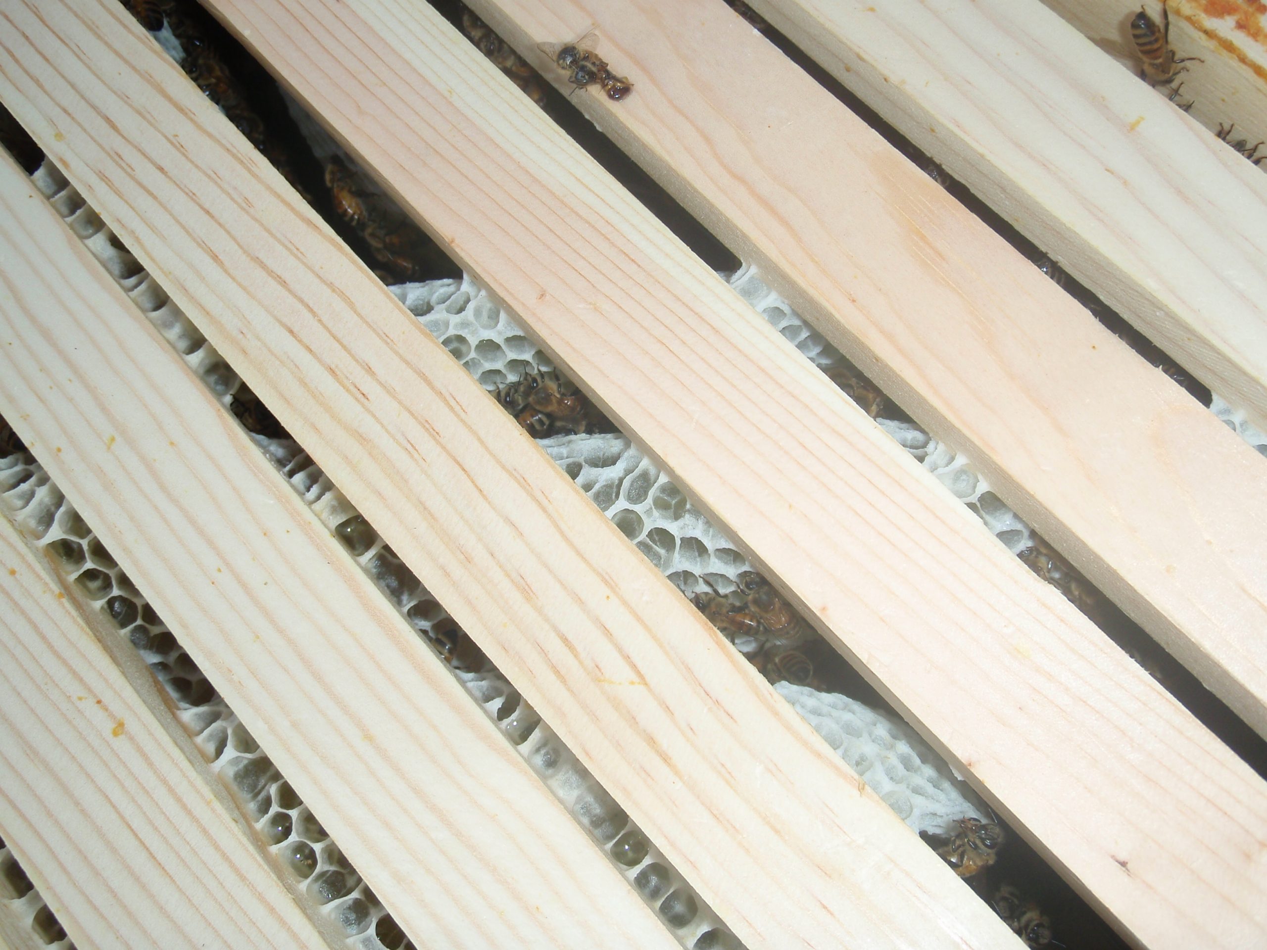 diagonal honeycomb