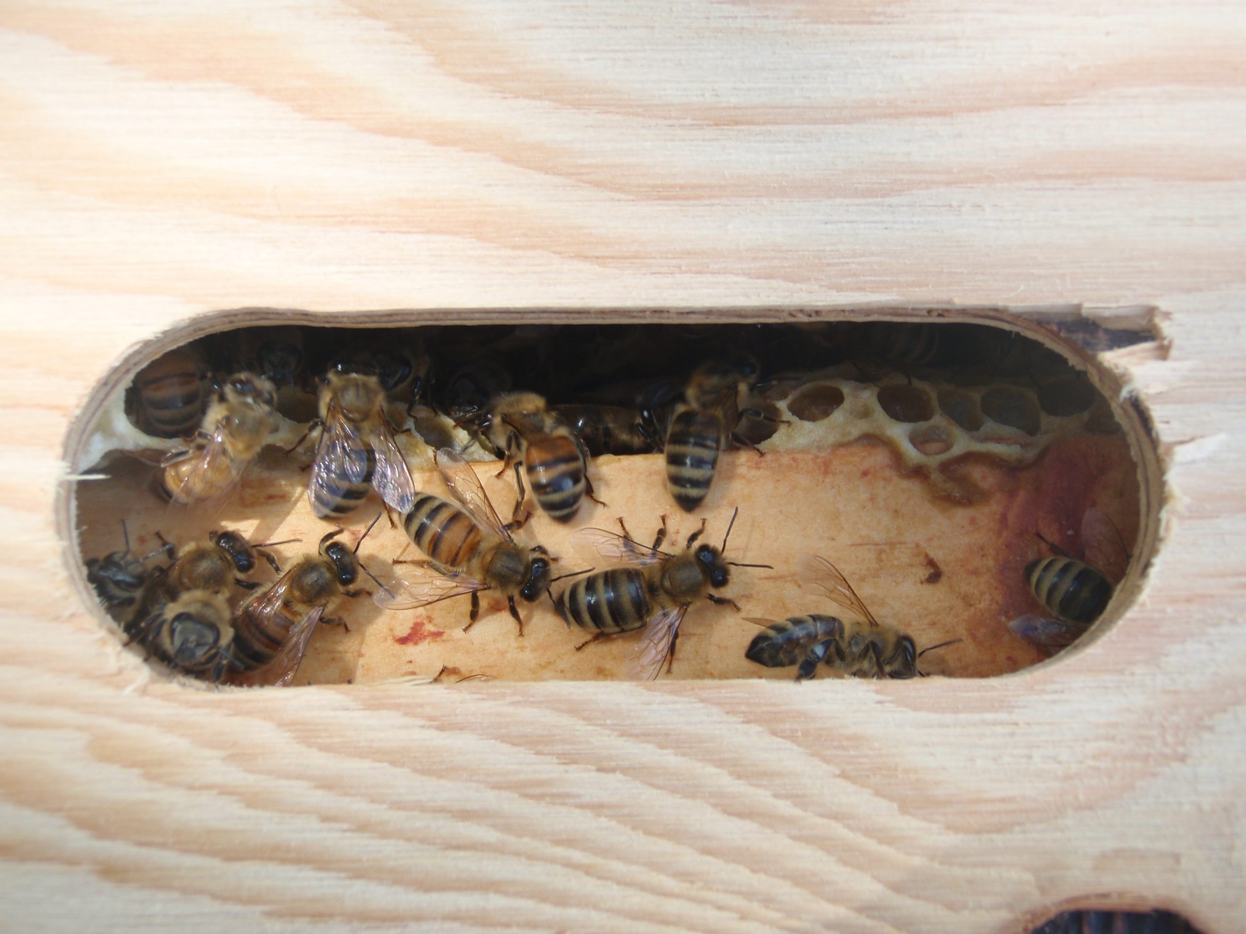 Peek-a-boo bees