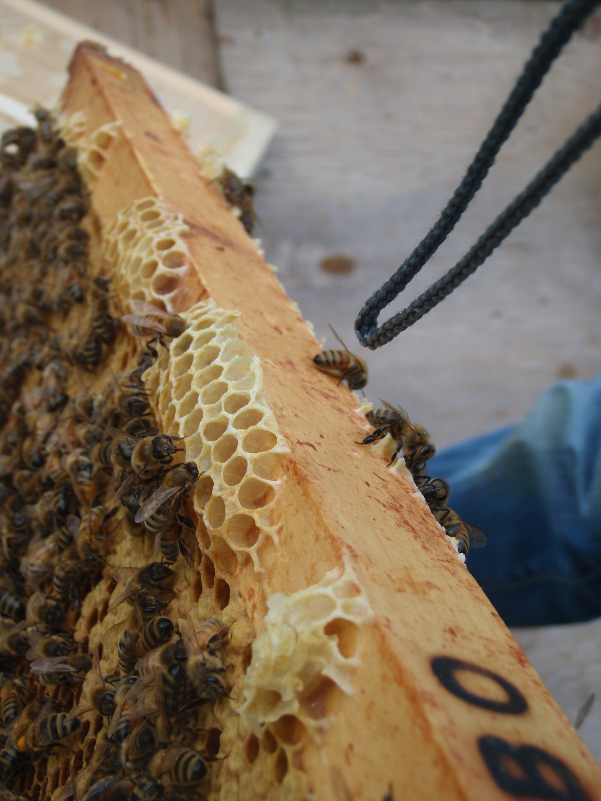 honeycomb beekeeping