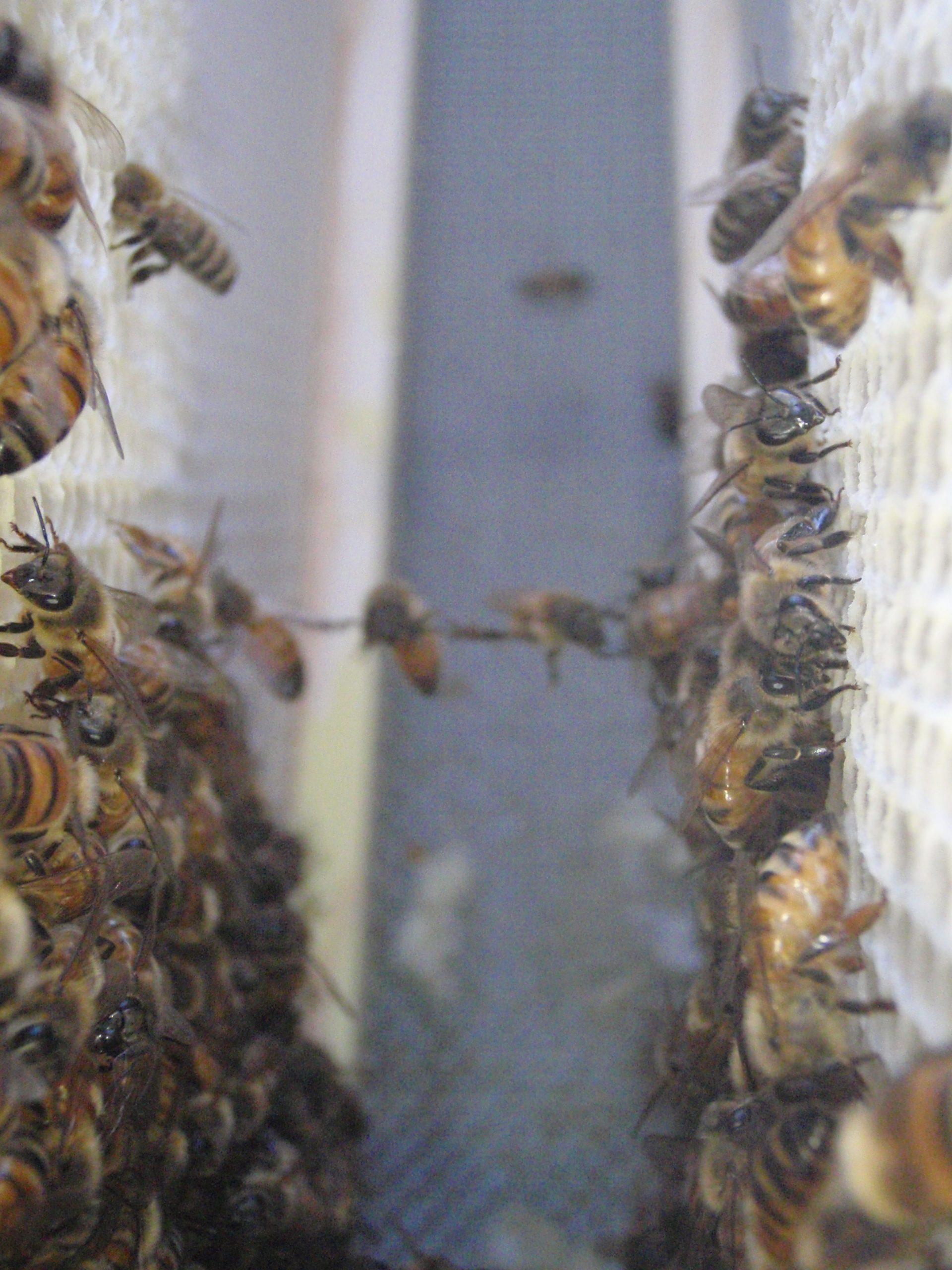 bees hanging out
