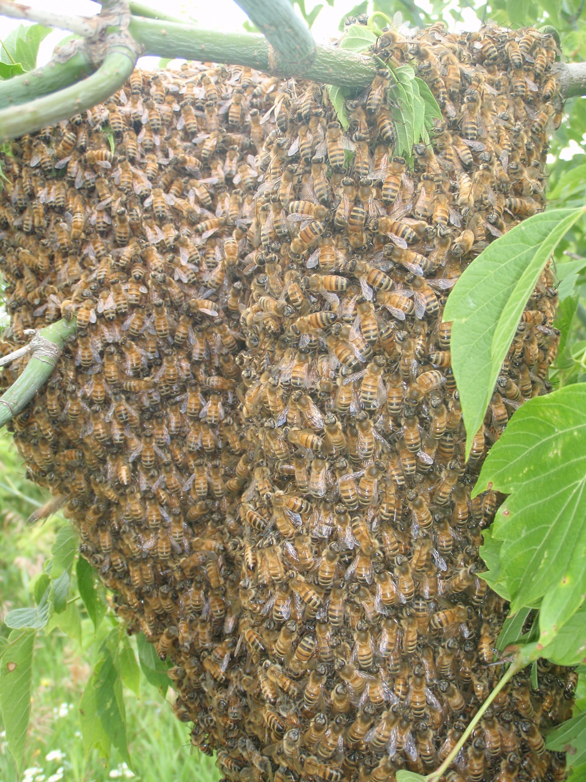 bee swarm up close