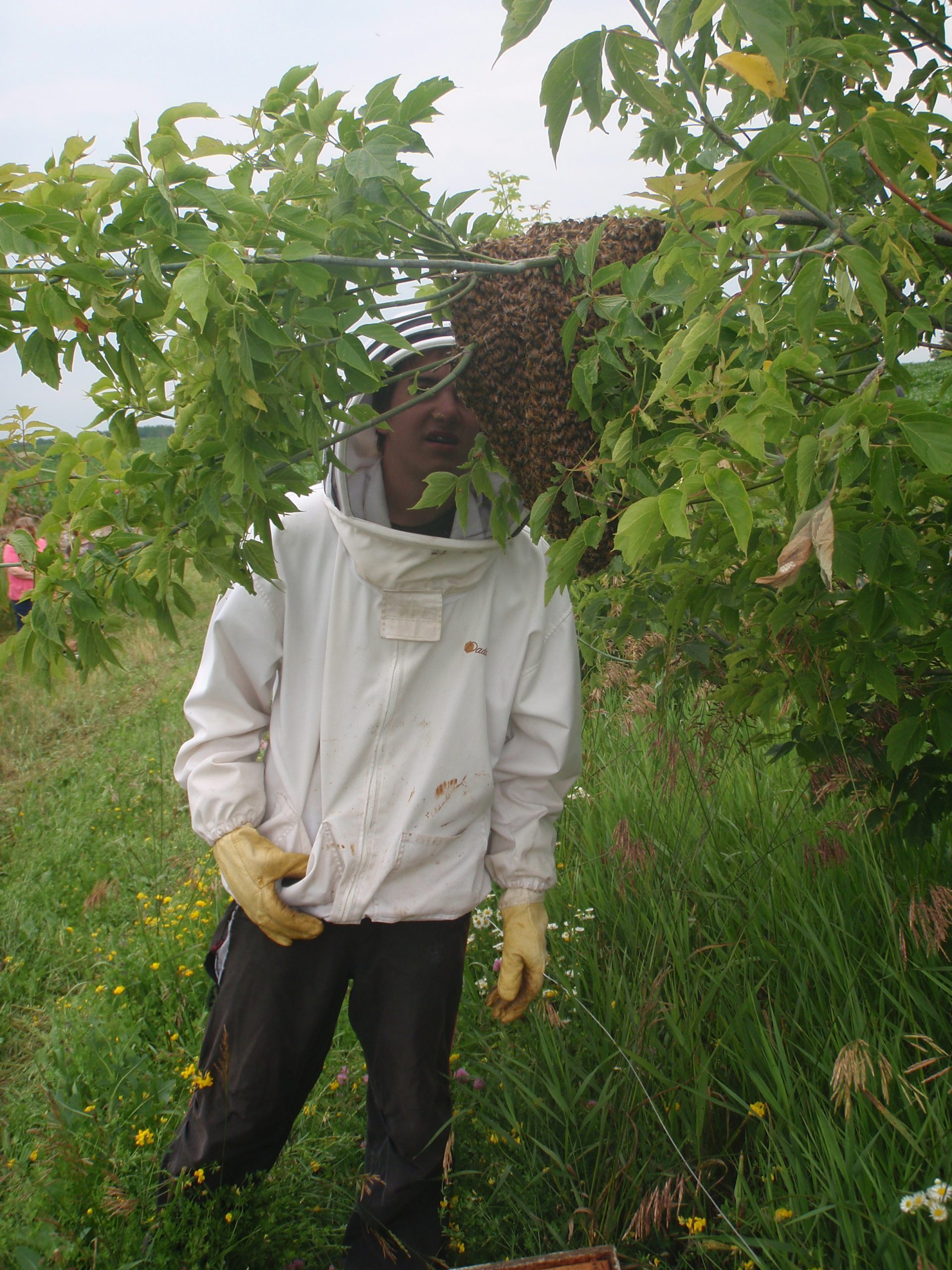 swarm capture