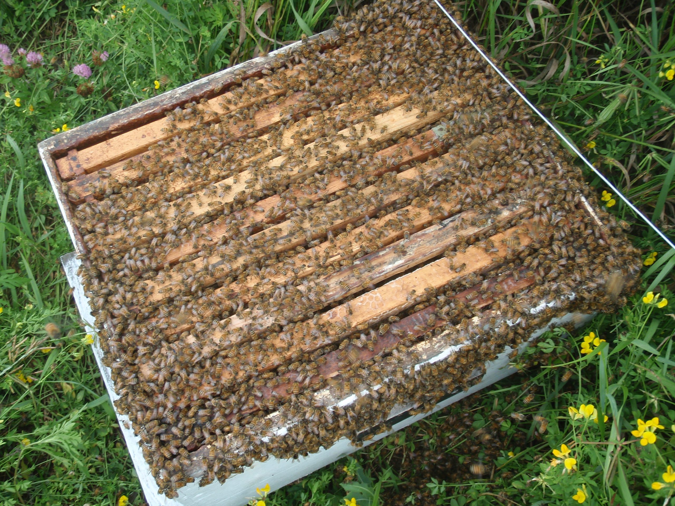 bee swarm