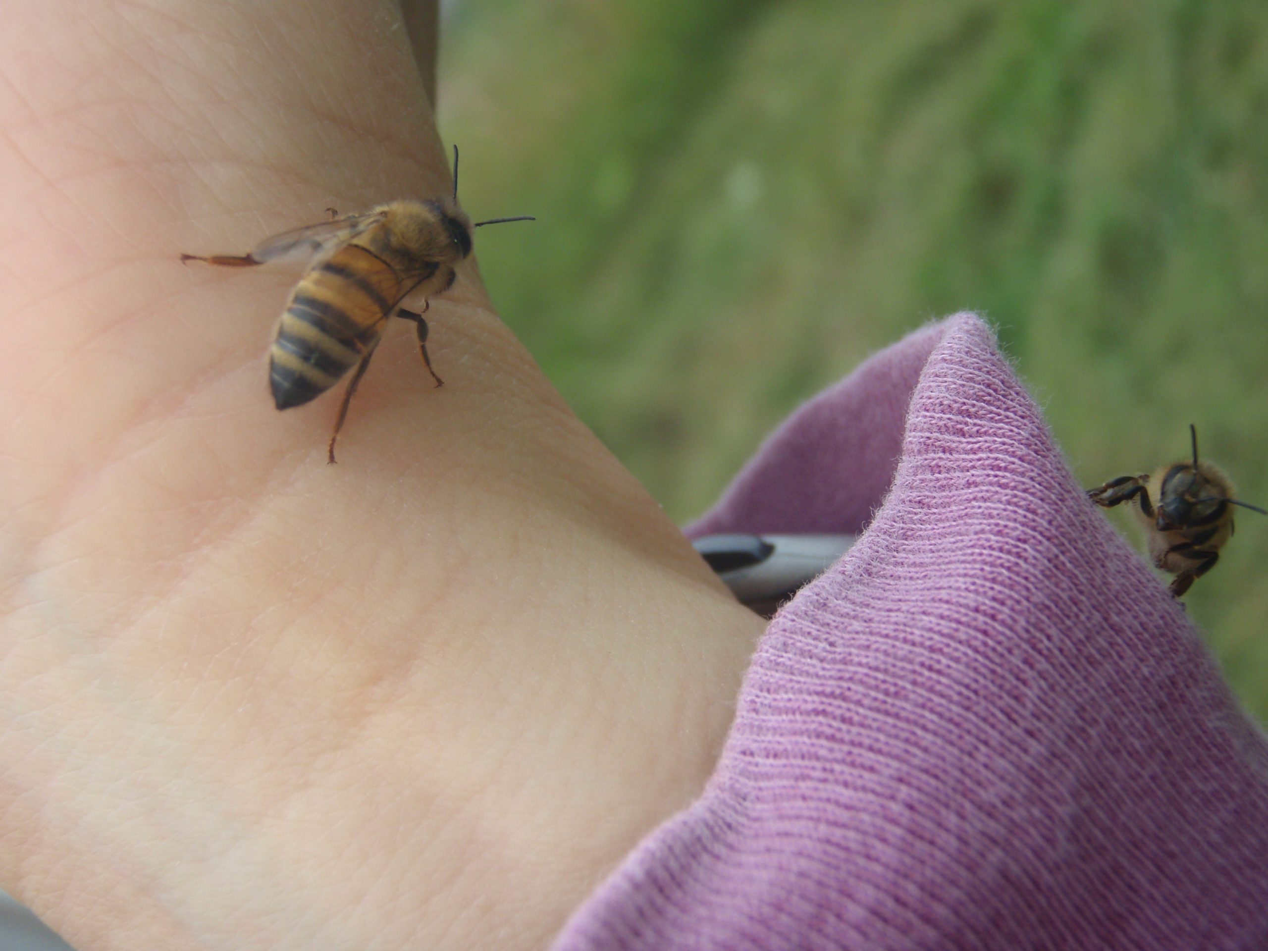 beekeeping