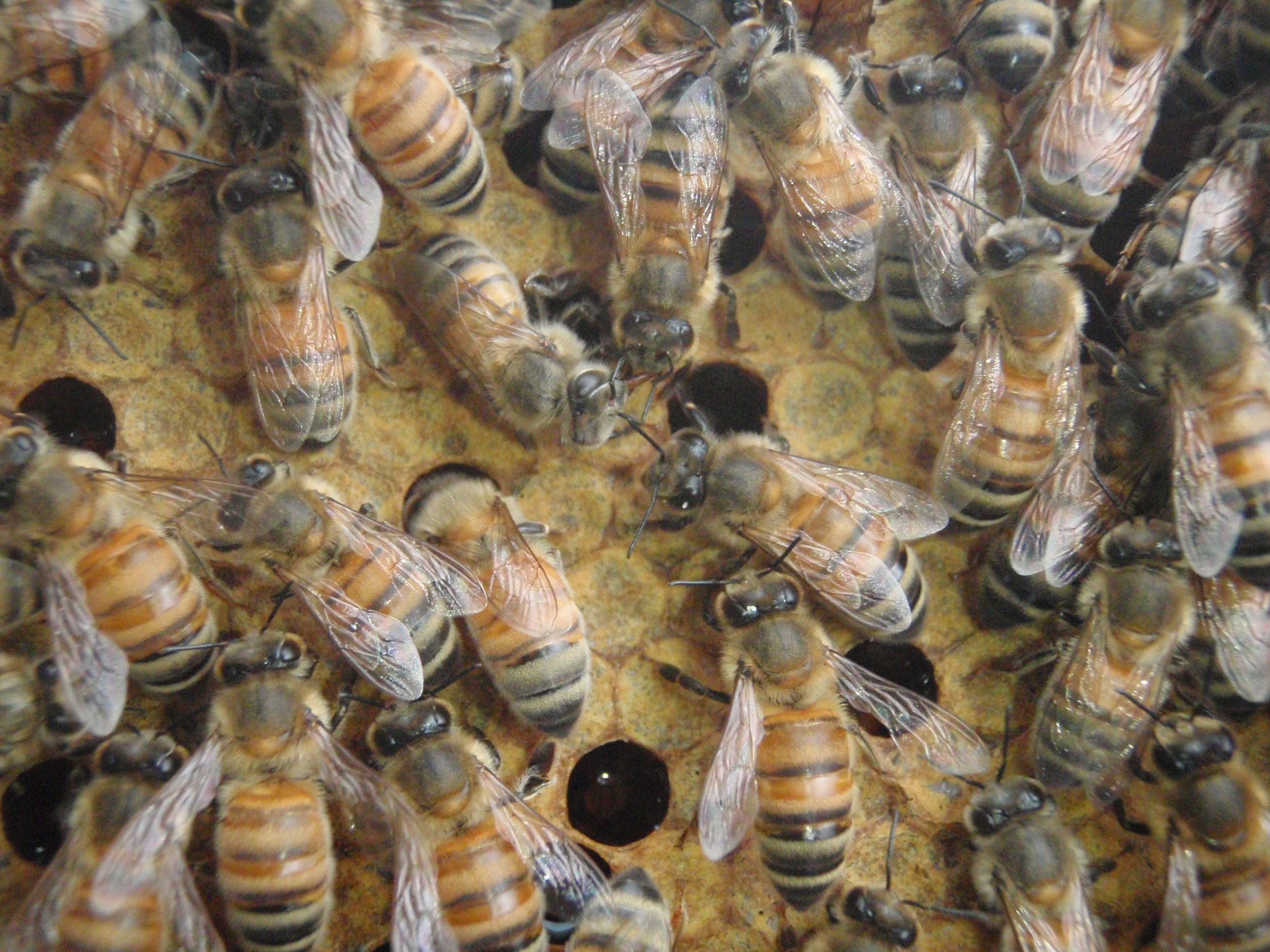 checking on the bees