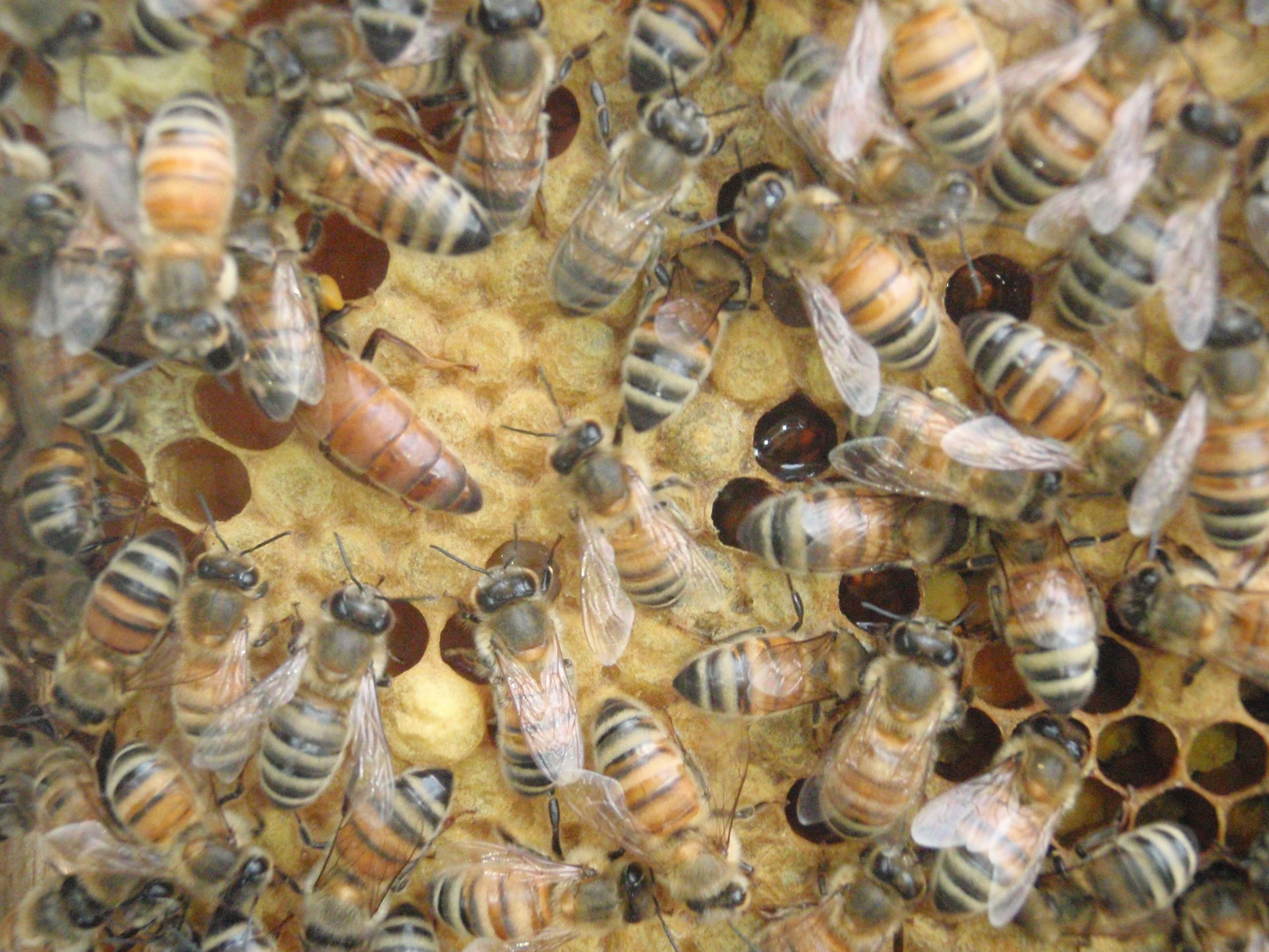 find the queen bee