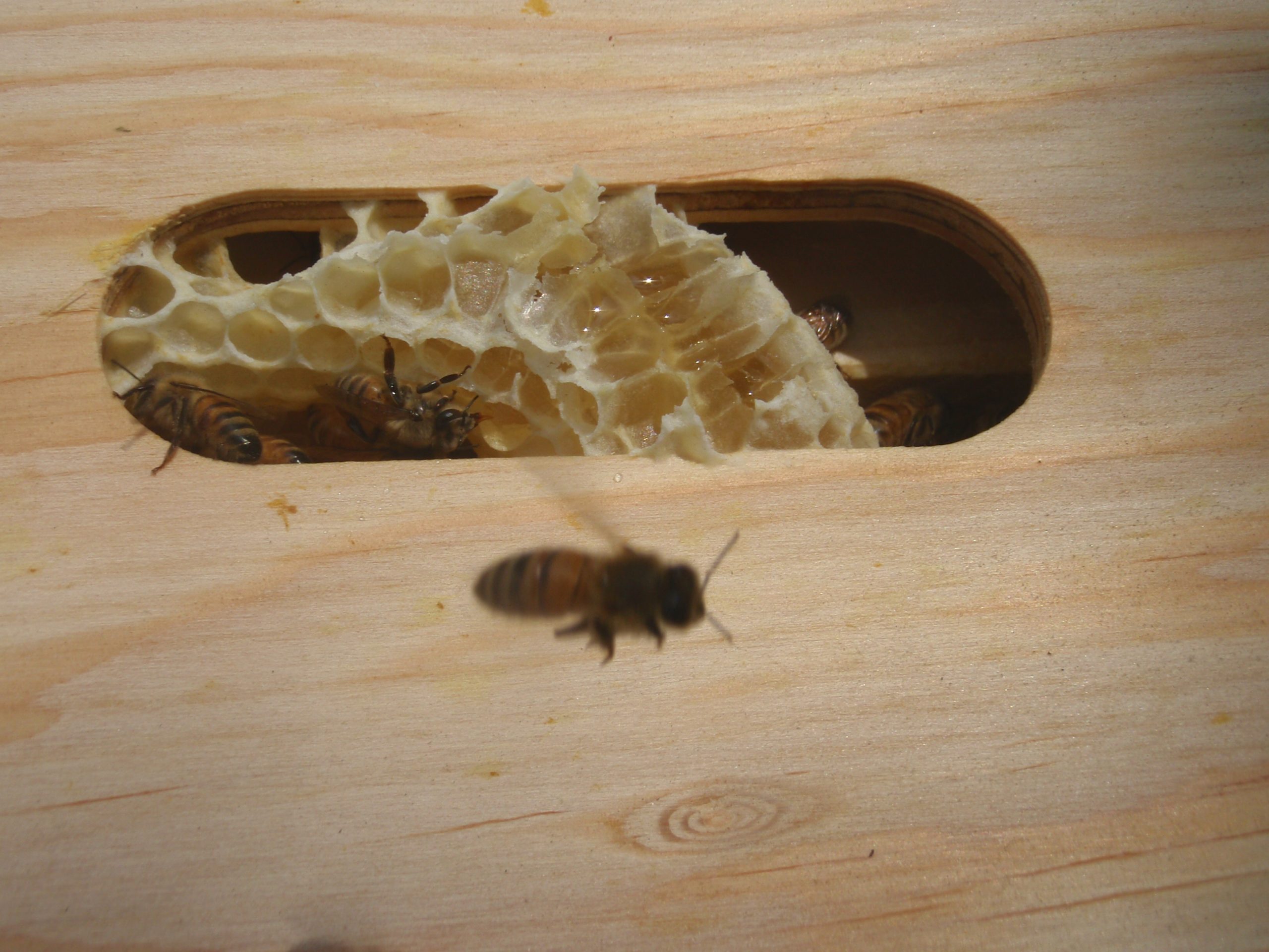 honeycomb building
