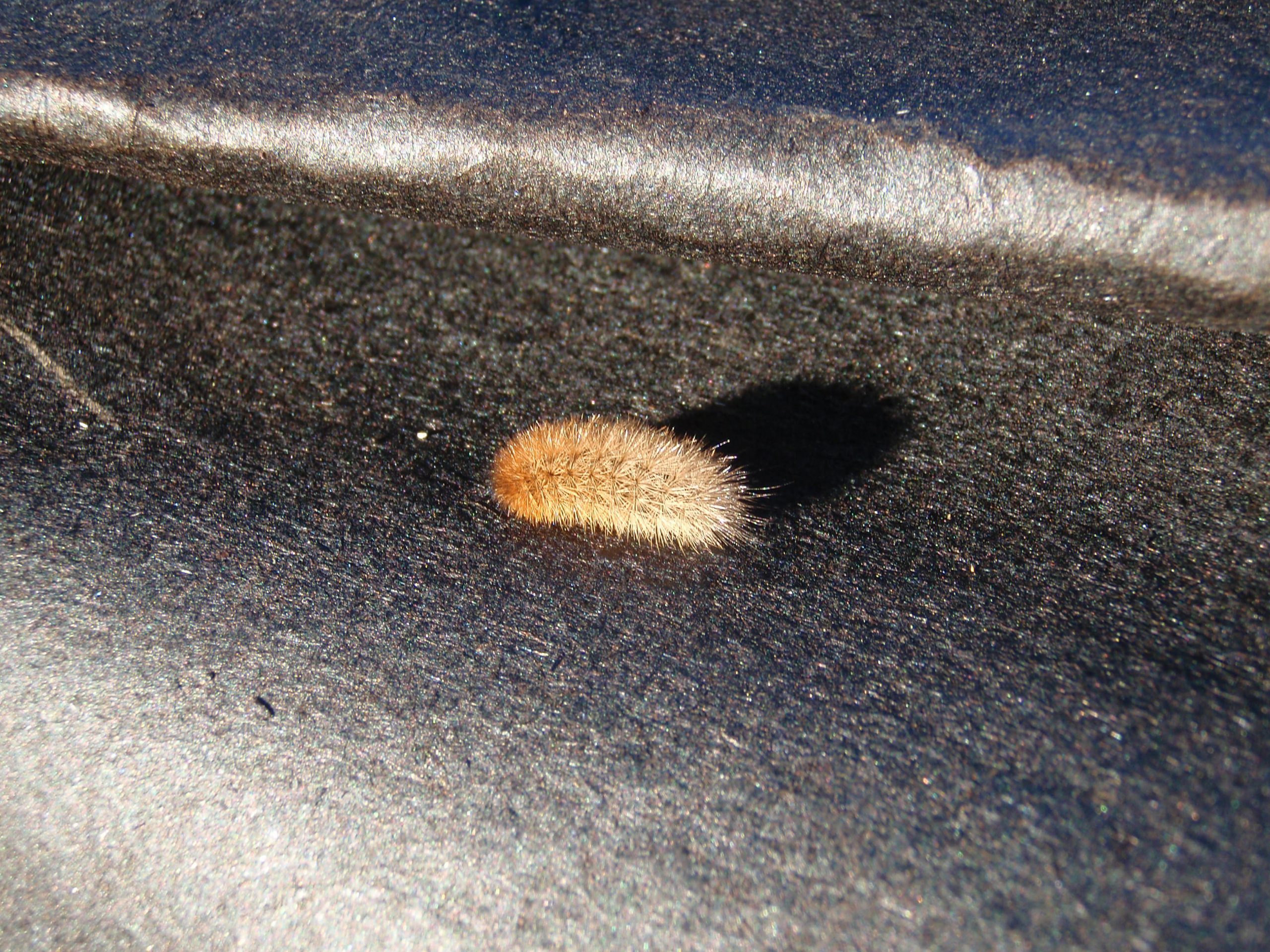 hive visitor